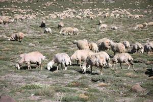 View of flock of sheep photo