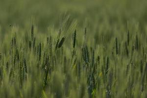 Isolated wheats in field photo