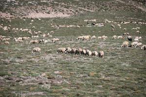 View of flock of sheep photo