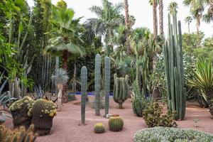 cactus en el jardín majorelle en marrakech, marruecos foto