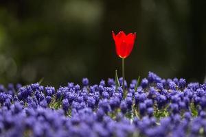 tulipán rojo en el jardín de flores foto