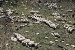 Aerial view of flock of sheep photo