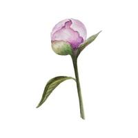 Painted Watercolor Pink Peony Bud on a White Background. vector