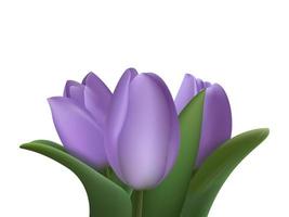 Realistic purple 3d bouquet of three tulip flowers on white background. Vector illustration