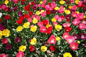 Colorful Tulip in Flower Garden photo