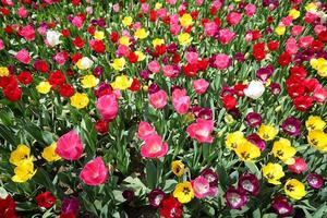 Colorful Tulip in Flower Garden photo