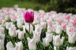 colorido tulipán en el jardín de flores foto