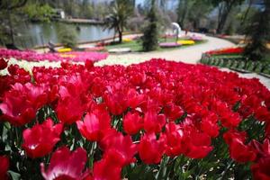 Colorful Tulips in Emirgan Park, Istanbul, Turkey photo