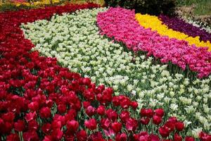 Colorful Tulip in Flower Garden photo