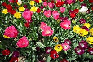 colorido tulipán en el jardín de flores foto