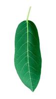 Green leaves isolated set on white background, clipping path. photo