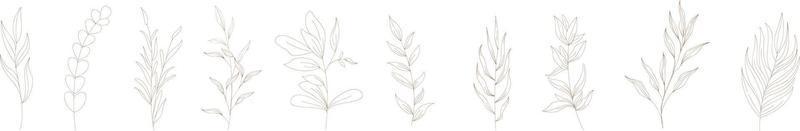 Set of vector isolated monochrome single leaves