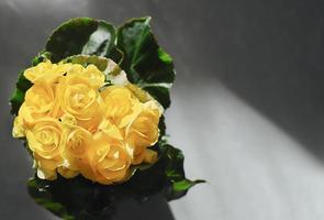 floral background yellow begonia close up photo