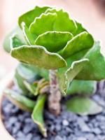 Crinkle-Leaf Plant Adromischus cristatus in the pot photo