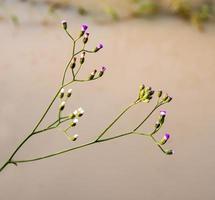 Little Ironweed flower in the morning light photo