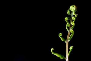 Bud leaf of Fern on black background photo