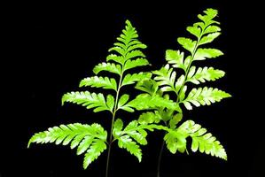 Freshness Green leaf of Fern photo