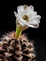 Gymnocalycium Cactus flower close-up white and light brown color delicate petal photo