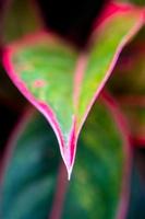 Beautiful color on leaf of Aglaonema 'Siam Aurora'  tropical houseplant photo