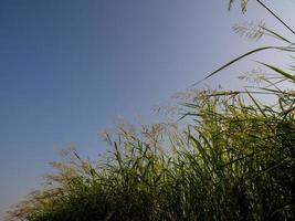 Phragmites karka grass flowers in the bright sunlight and fluffy clouds in blue sky photo