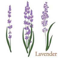 lavanda. ilustración de una planta en un vector con flores para decorar, crear ramos, cocinar té medicinal y de hierbas.