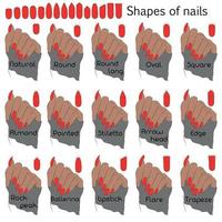 Shapes of nails. Color illustration for professional manicure with names of shapes. The difference and similarity of forms on the example of a hand. vector