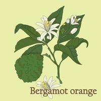 Bergamot, Citrus bergamia. Illustration of a plant in a vector with flowers for use in decorating, creating bouquets, cooking of medicinal and herbal tea.