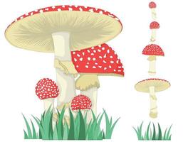 Amanita muscaria. un hongo o seta venenosa. crecimiento diferente de los hongos. conjunto de colores vector