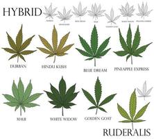 Types of weed. Illustration of differend  hybrid cannabis leaves in color and black outline for use in medicine and cosmetology. Ruderalis. vector