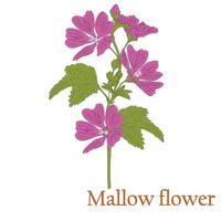 Mallow flower. Illustration of a plant with flowers for use in decorating, creating bouquets, cooking of medicinal and herbal tea. vector