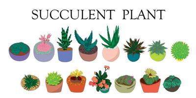 Succulent plant. Color illustration of different types of succulents. Hand drawn plants. vector