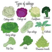 Cabbage varieties. Free style illustration of different types of cabbage. vector