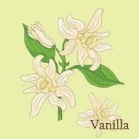 Vanilla. Illustration of a plant in a vector with flowers for use in decorating, creating bouquets, cooking of medicinal and herbal tea.