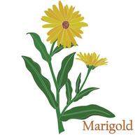 Marigold, calendula. Illustration of a plant in a vector with flowers for use in decorating, creating bouquets, cooking of medicinal and herbal tea.