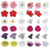 Set of flowers. Plants illustration in a vector for use in decorating, creating bouquets, cooking of medicaments, preparation of medicines and herbal tea.