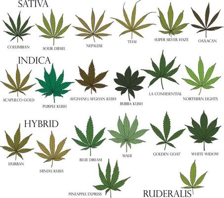 Types of weed. Sativa, Indica, Hybrid and Ruderalis cannabis leaves in black outline for use in medicine and cosmetology.