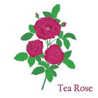 Tea rose. Illustration of a plant in a vector with flowers for use in decorating, creating bouquets, cooking of medicinal and herbal tea.