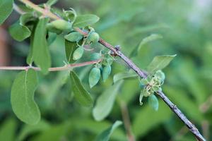 honeysuckle branches and green unripe berries. organic gardening and farming. natural vitamins photo