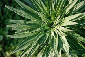 green flower background. lily green buds. summer poster or wallpaper. top view of flower with water drops. beautiful garden plant photo