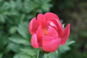 blooming japanese peony in a garden. fragrant ingredient for perfume and home scents photo