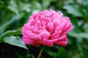 pink japanese peony flower blooming in a garden. beautiful flower background or calendar page. wallpaper for summer projects. selective focus photo