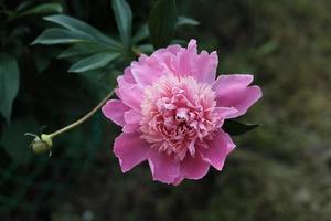 pink peony flower blooming in a garden. beautiful flower background or calendar page. wallpaper for summer projects. selective focus photo