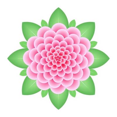 Pink dahlia flower isolated on white background.