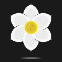 Narcissus flower isolated on black background.vector illustration vector