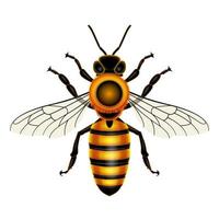 vector de ilustración de abeja