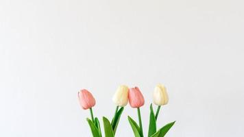 mockup of tulips flowers on a white background photo