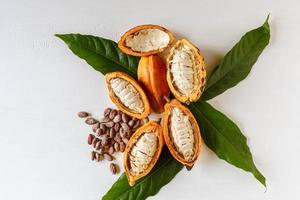 medias vainas de cacao y fruta de cacao con granos de cacao marrón foto