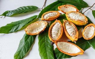 Half cacao pods and cacao fruit with cocoa leaf on white wooden background photo