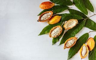 Half cacao pods and cacao fruit with cocoa leaf on white wooden background photo