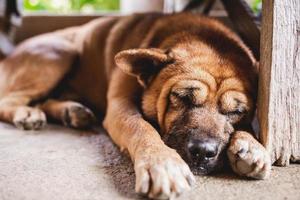 lindo perro marrón durmiendo en el suelo foto